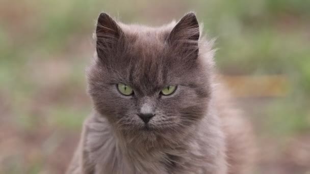 Stern gato cinza senta-se sob rajadas de vento — Vídeo de Stock