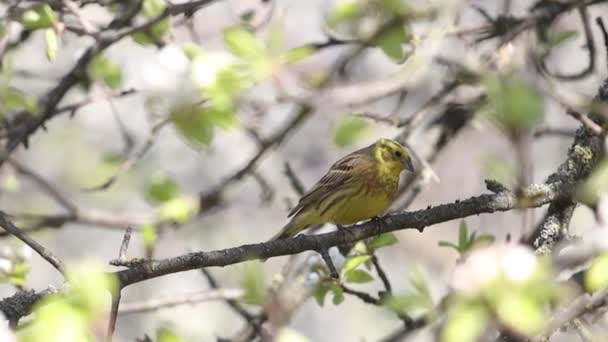 Yellowhammer en medio de la floración de pera de primavera — Vídeos de Stock