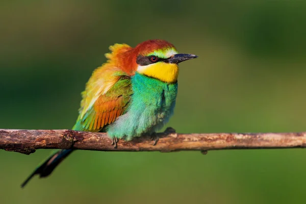 美しい野鳥が枝の上に座り — ストック写真