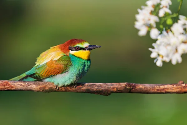 Paradiesvogel zwischen blühenden Zweigen — Stockfoto