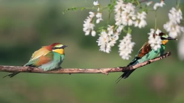Gyönyörű madarak egy virágzó fa között — Stock videók