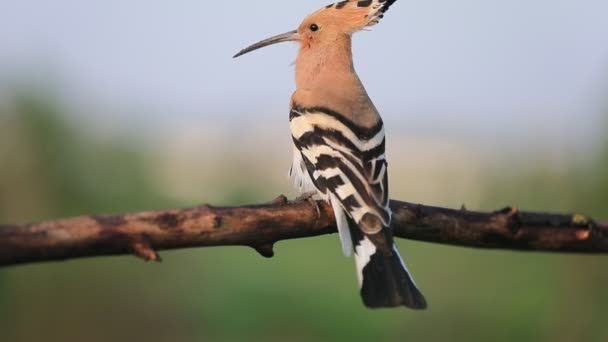 Hoopoe on a branch sings a song — Stock Video