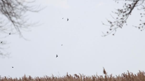 Svälja slow motion flyga över vassen — Stockvideo