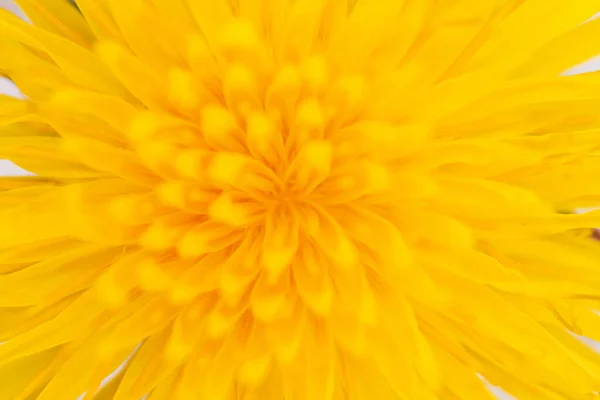 在一朵黄色的蒲公英花中间 图库图片
