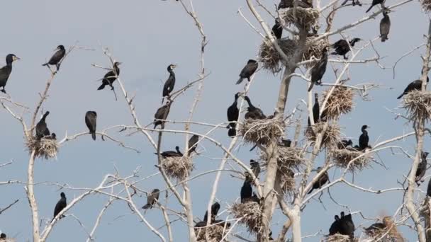 Les cormorans de la colonie nourrissent les poussins — Video
