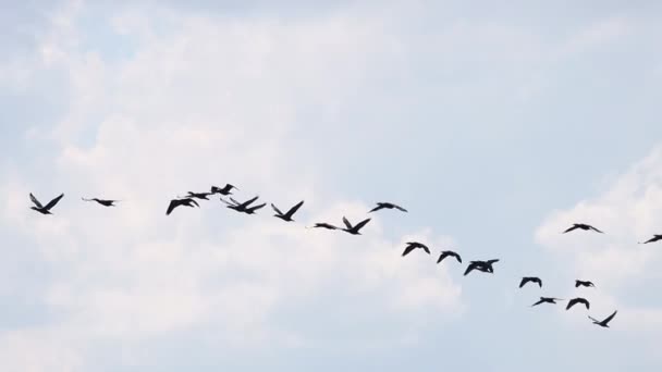 Negro pájaro clave vuela cámara lenta — Vídeo de stock