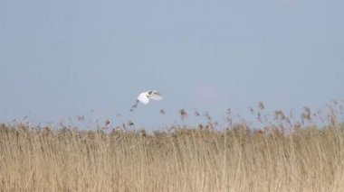 Beyaz balıkçıl kamış üzerinde yavaş çekimde uçar