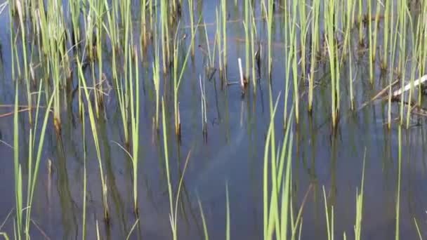 Énormes carpes sauvages fraient dans le sous-bois — Video