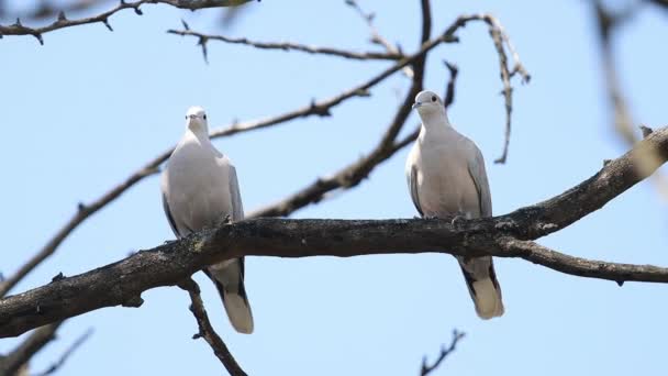 Na větvi sedí dva divocí holubi — Stock video
