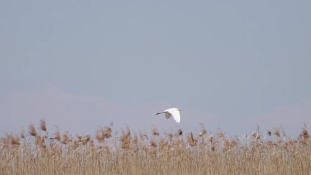 Beyaz balıkçıl kamışın üzerinden uçar. — Stok video
