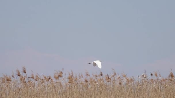 Airone bianco al rallentatore vola sopra una canna — Video Stock