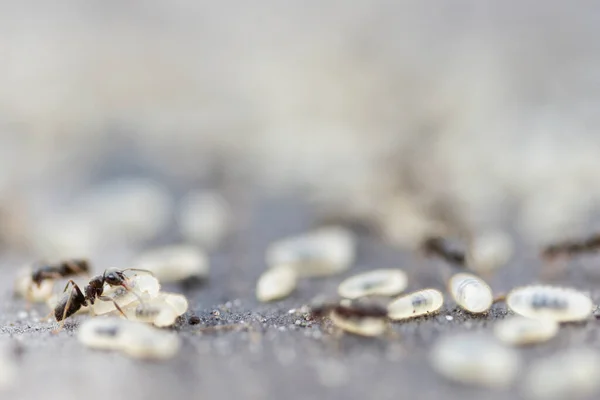 Μυρμήγκι σέρνει μια χρυσαλλίδα σε ένα λόφο μυρμηγκιών — Φωτογραφία Αρχείου
