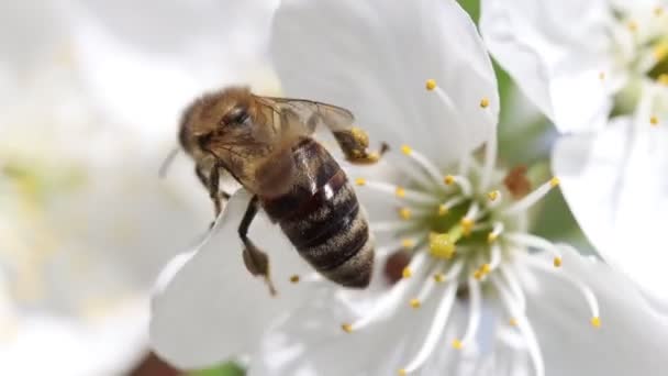 Bi flyger nära ett körsbär blomma makro — Stockvideo