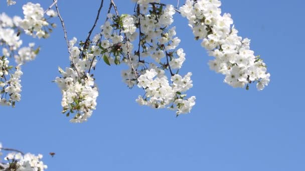 Pszczoły zapylają białe kwiaty wiśni — Wideo stockowe