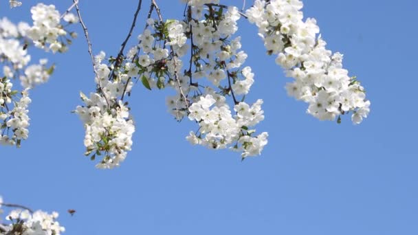 Bees pollinate white cherry flowers — Stock Video