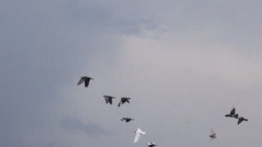 Fırtınalı bir gökyüzünde uçan güvercin sürüsü