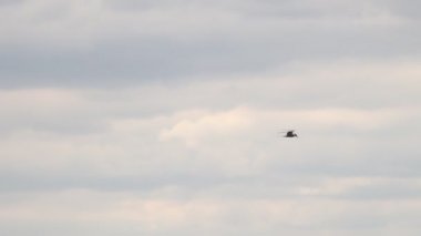 Zarif martı bulutlu bir gökyüzünde uçar