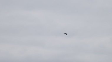 Bulutlu gökyüzünde sinekleri yut ağır çekimde