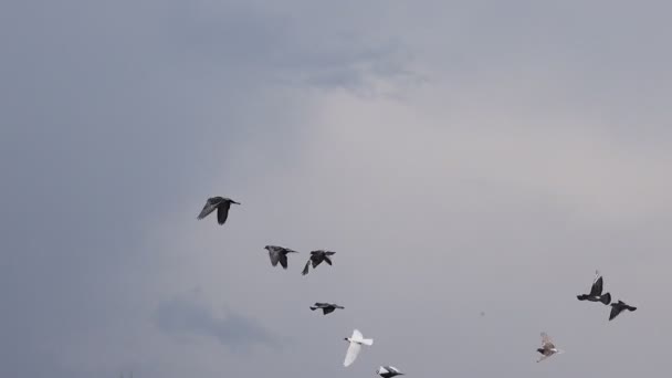 Fırtınalı bir gökyüzünde uçan güvercin sürüsü — Stok video
