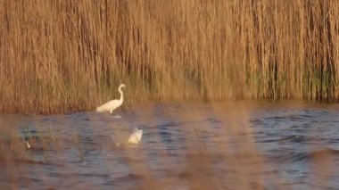 Akbalıkçıllar sığ sularda balık avlar.