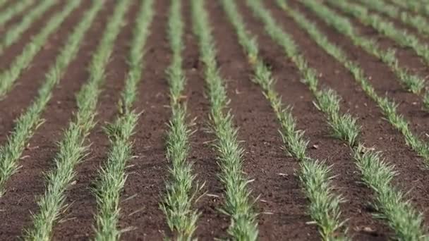 Weizen wiegt sich langsam im Wind — Stockvideo