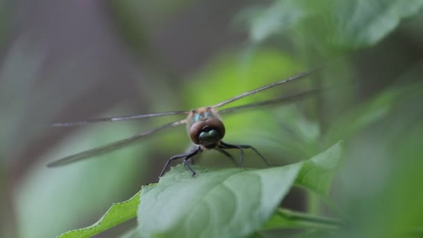 Vážka na zeleném listu mává křídly — Stock video