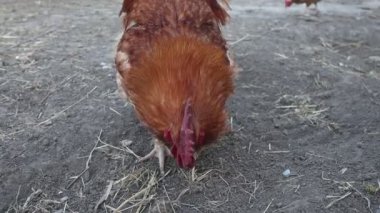 Horoz beslenme arayışında toprağı pençeler