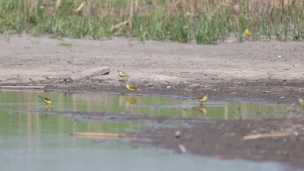 Troupeau de queues d'aigles jaunes sur le lac — Video