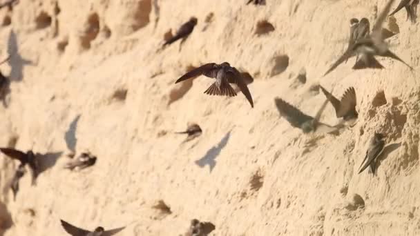 Colonia di uccelli su una cava di sabbia — Video Stock