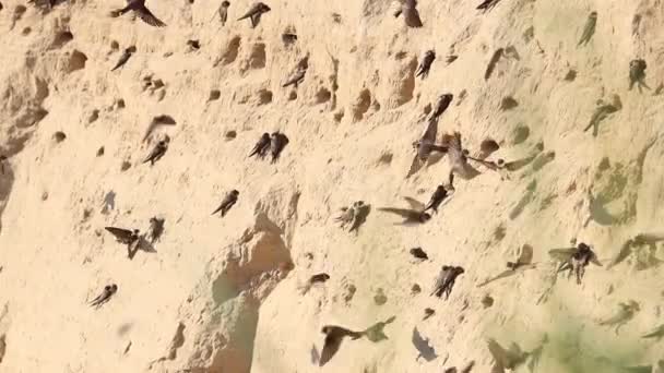 Sandmännchen fliegen in der Nähe eines Lochs im Sand — Stockvideo