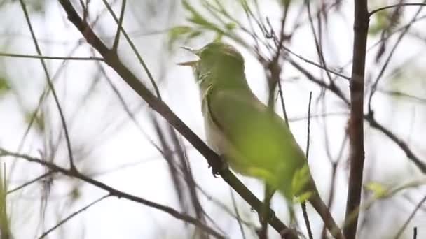 Warbler zingt zittend in een struik — Stockvideo