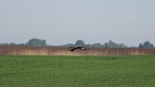Белый аист медленно парит над полем — стоковое видео