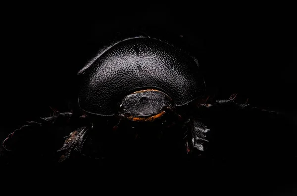 Escaravelho close-up em um fundo preto — Fotografia de Stock