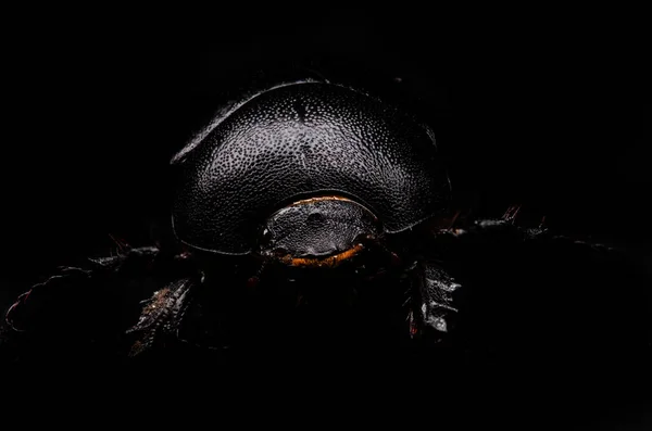 Scarab close-up σε μαύρο φόντο — Φωτογραφία Αρχείου