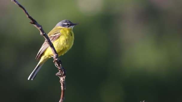 Gele vogel zingt in de lente ochtend — Stockvideo