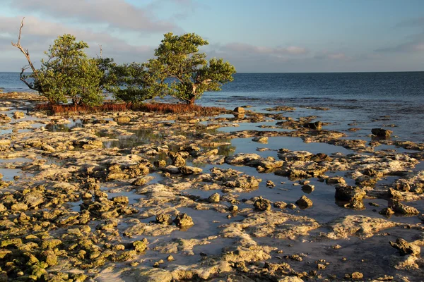 Florida Keys kayalık sahil şeridi — Stok fotoğraf