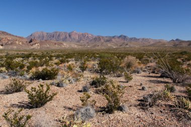 Big bend Milli Parkı