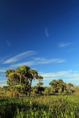 Kissimmee Prairie koru State Park