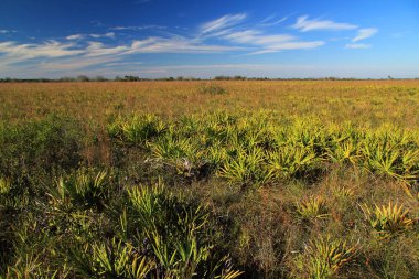 Kissimmee Prairie koru State Park