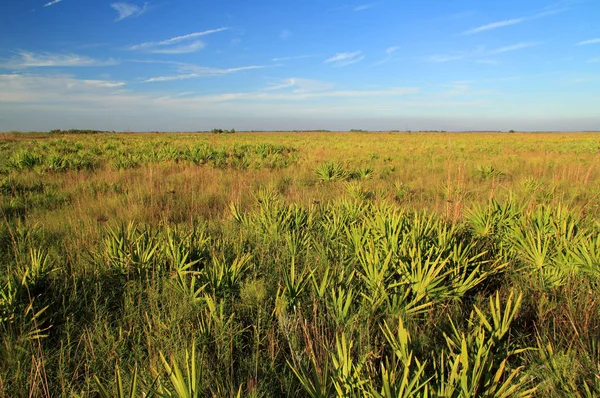 Kissimmee Prairie Zachowaj State Park — Zdjęcie stockowe