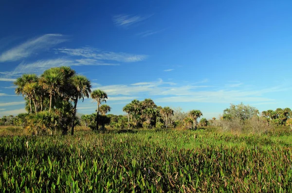 Kissimmee Prairie Zachowaj State Park — Zdjęcie stockowe