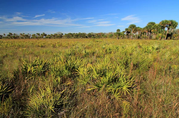 Parque de estado de reserva de pradera Kissimmee —  Fotos de Stock