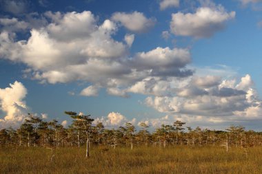 Everglades Ulusal Parkı