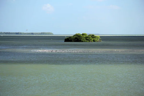 Florida Flamingo haliyle Bay — Stok fotoğraf