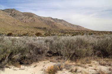 Guadalupe Dağları Ulusal Parkı