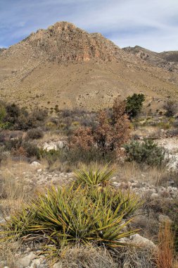 Guadalupe Dağları Ulusal Parkı