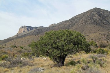 Guadalupe Dağları Ulusal Parkı