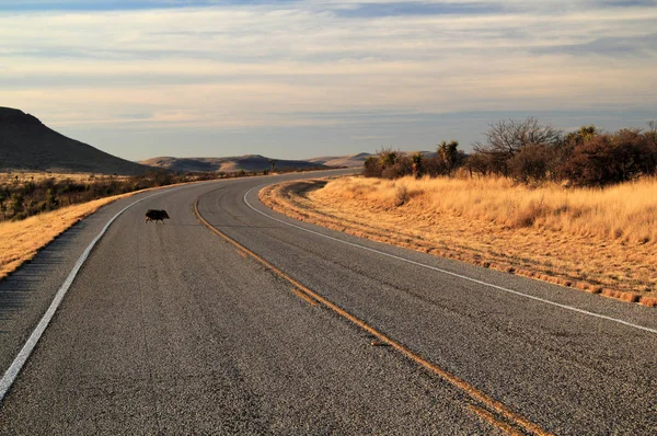 Javelina krzyże Texas State Highway 118 — Zdjęcie stockowe