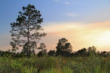 Everglades, büyük servi Ulusal korumak, ayı Adası birim, Backcountry manzara