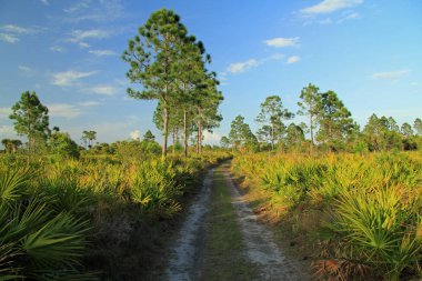 Everglades, büyük servi Ulusal korumak, ayı Adası birim, Backcountry iz 